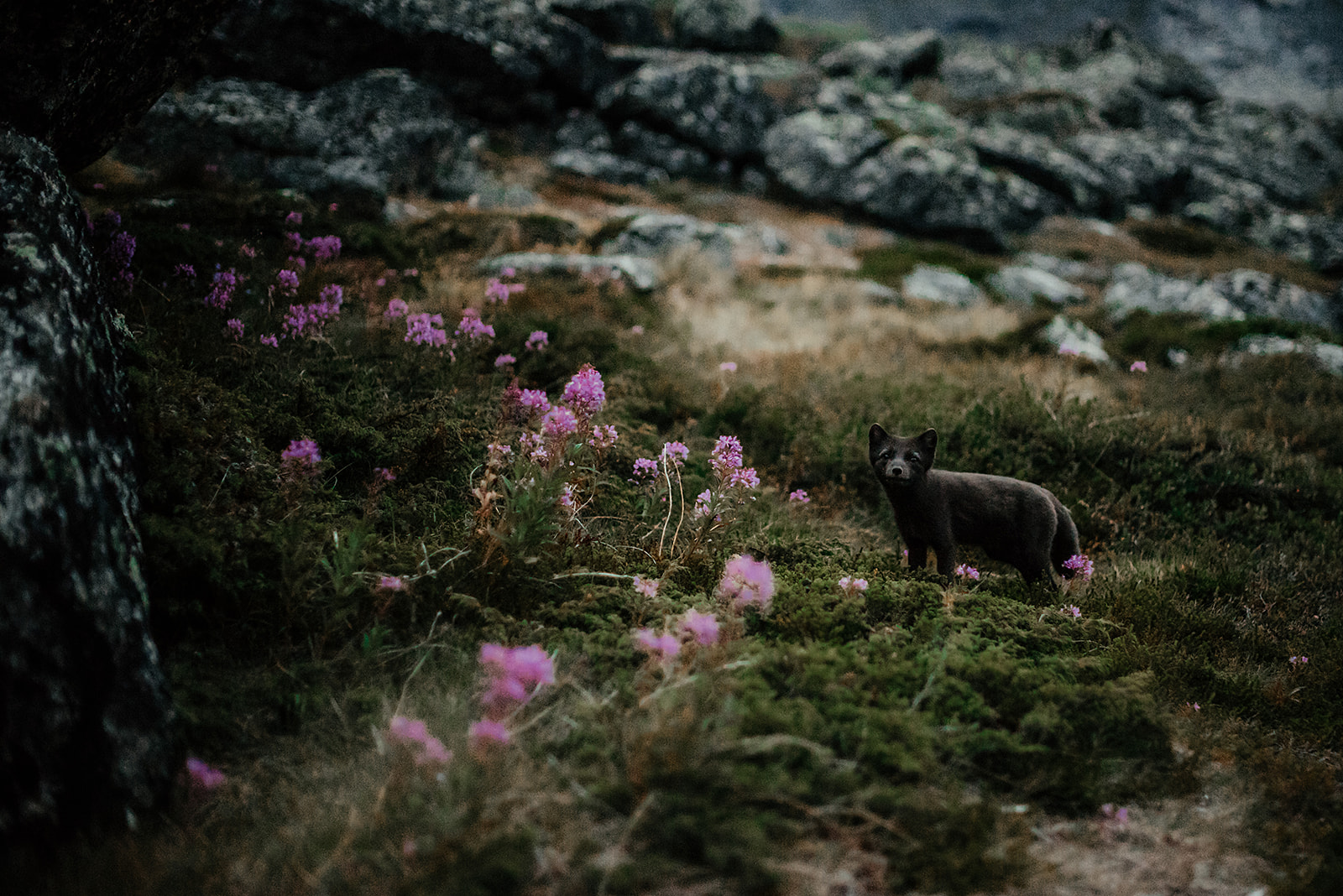 arctic fox on a meadow on Greenland