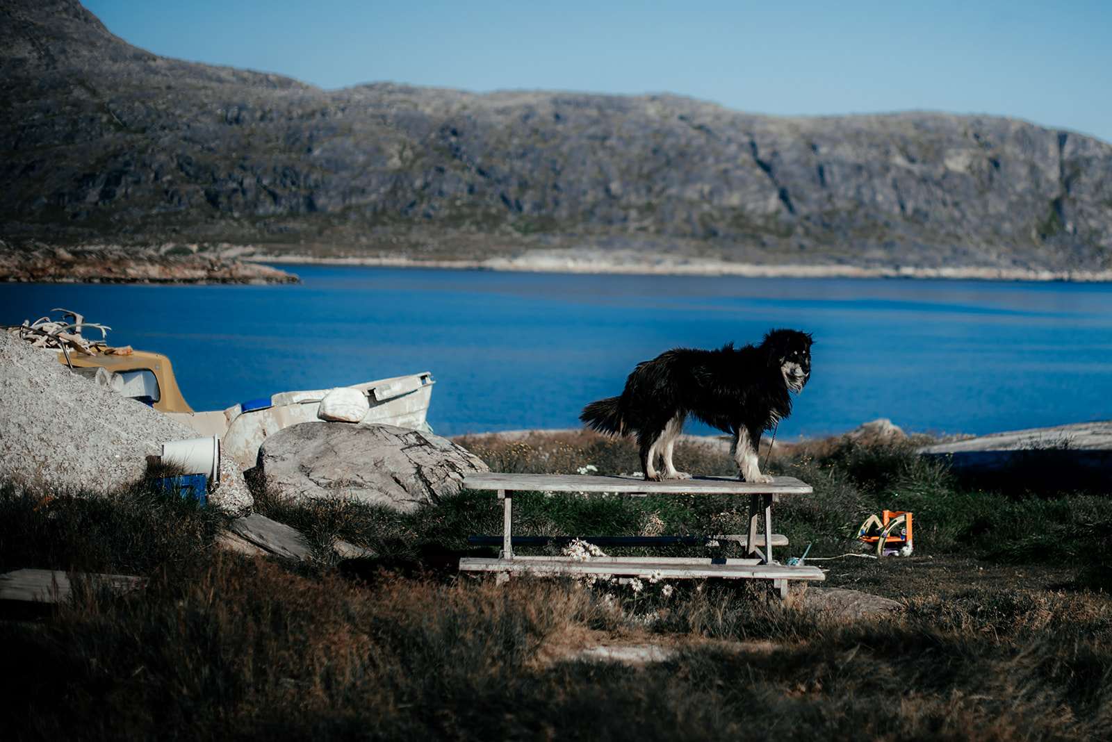 dog on a table on Greenland