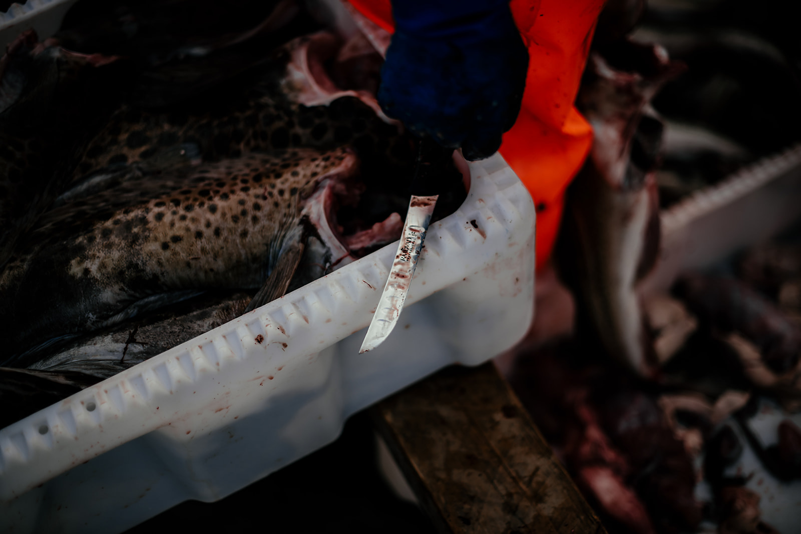 fisherman's knife on Greenland