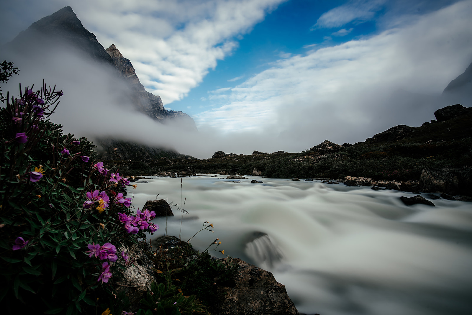 flowers near river on Greenland