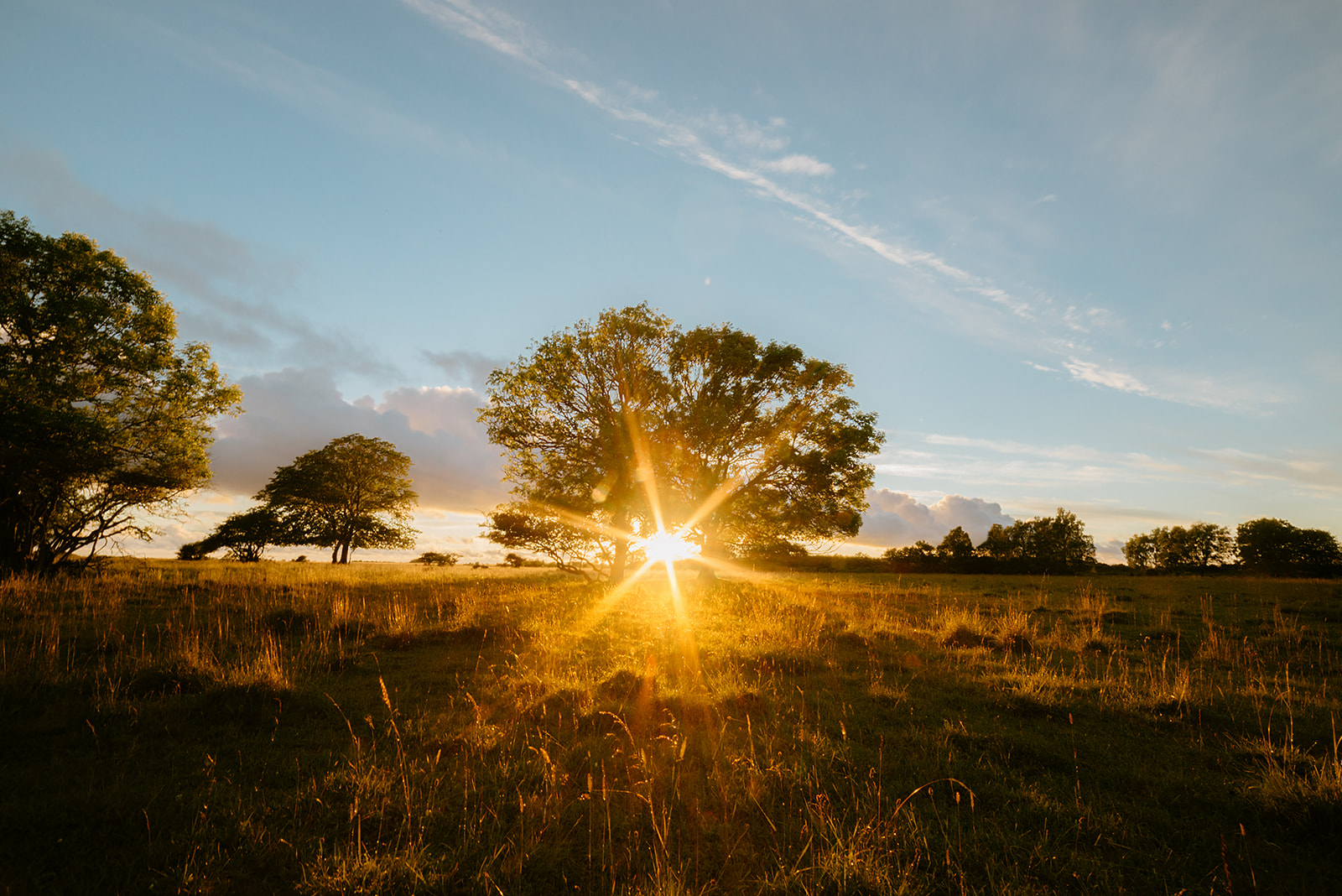 sunrise shining through tree on a meadow in Sweden