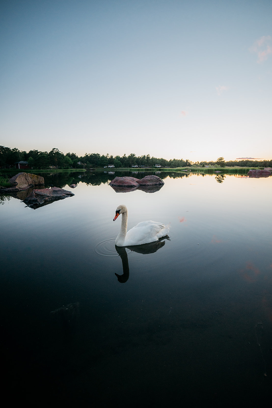 swan swimming in a calm lake in Sweden