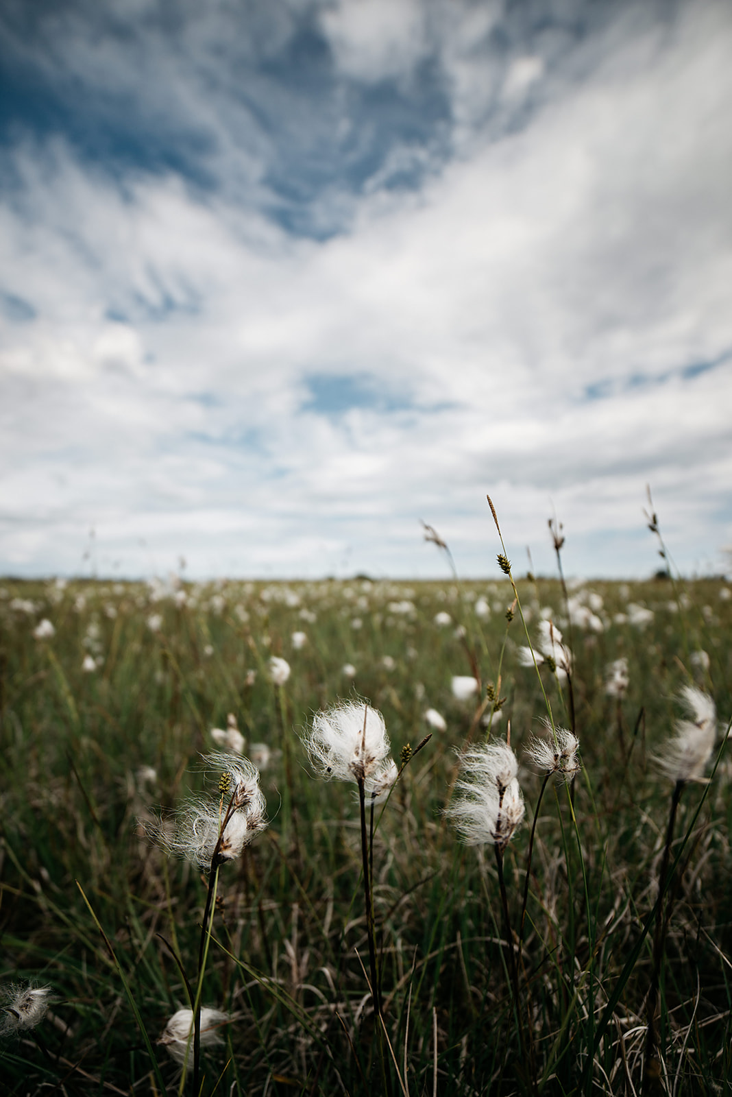wool grass on a meadow in Sweden