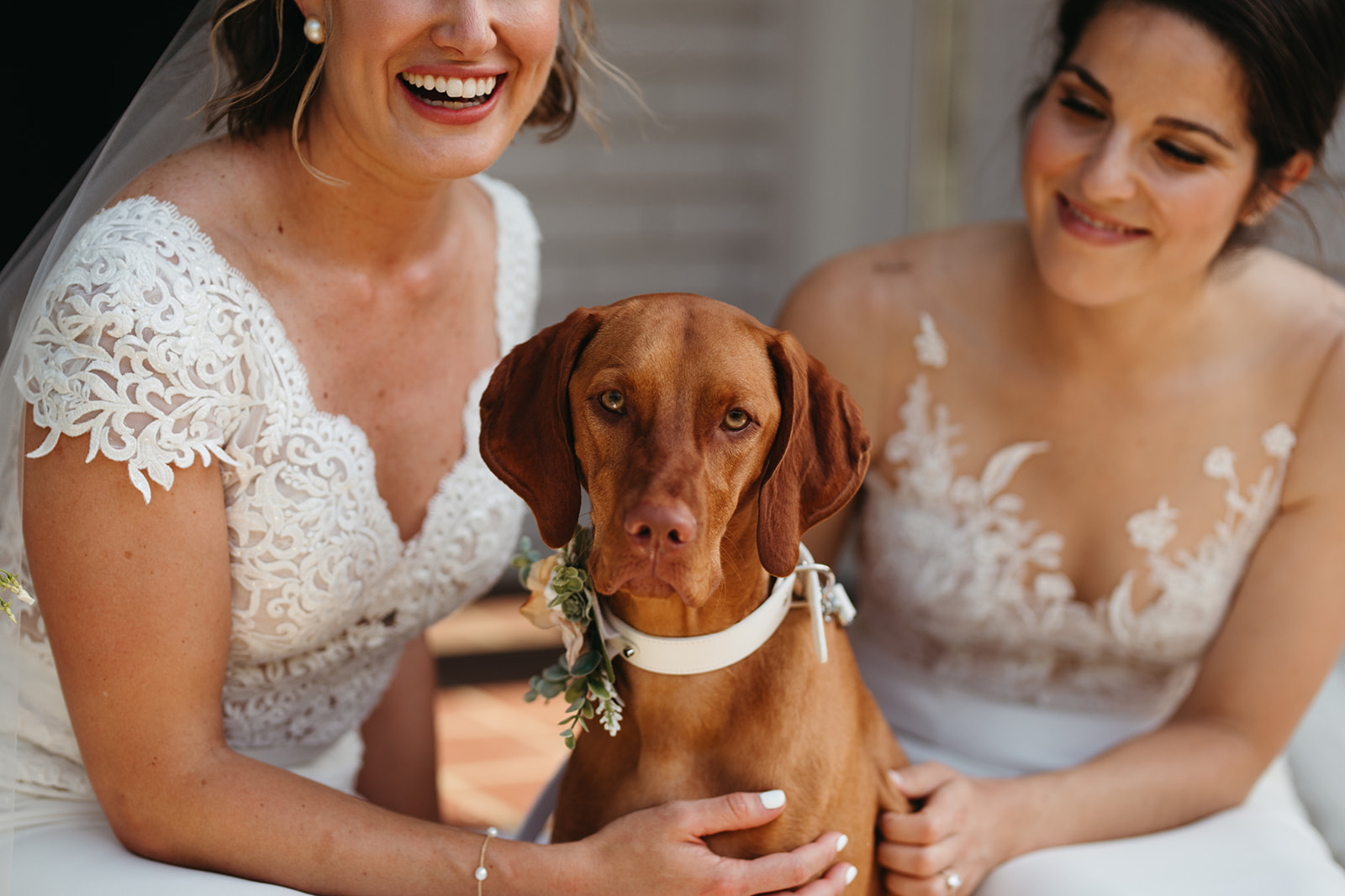 How to include your dog in wedding photos