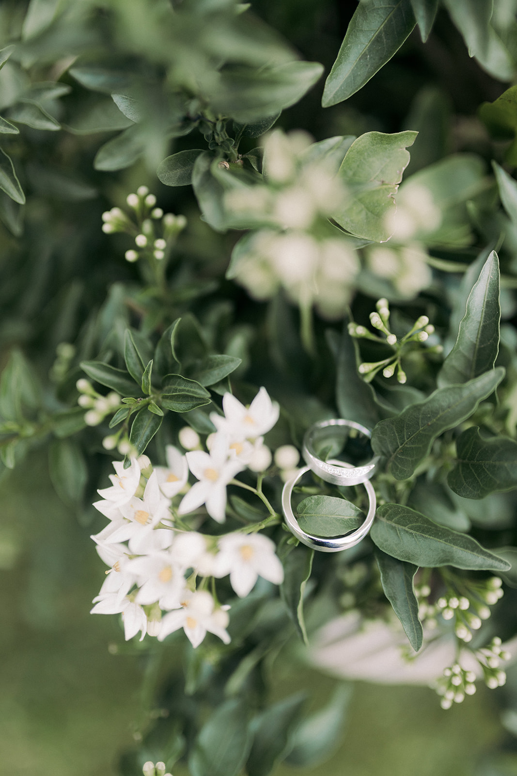 wedding rings in garden
