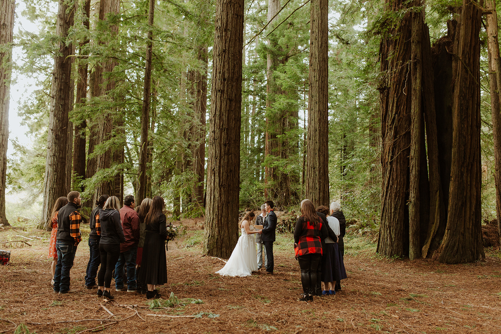 couple holds intimate wedding in the Redwoods