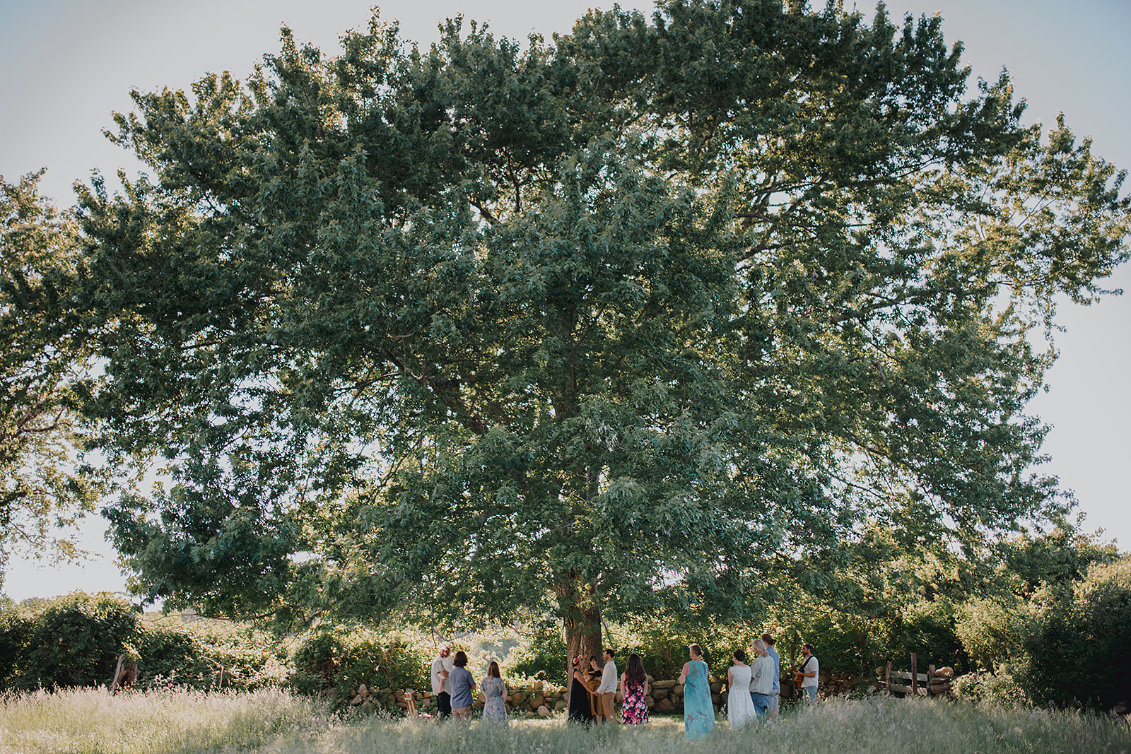Rhode Island couple elopes under huge old oak tree in open field in backyard.