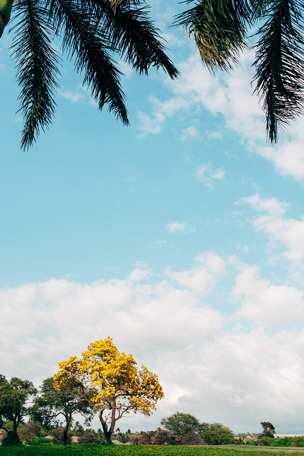 A yellow popcorn tree in Maui