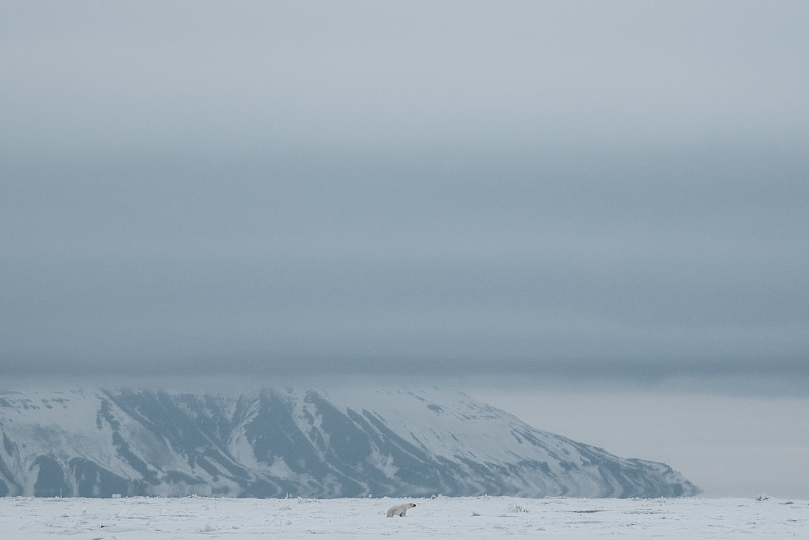 polar bear in the distance on Svalbard