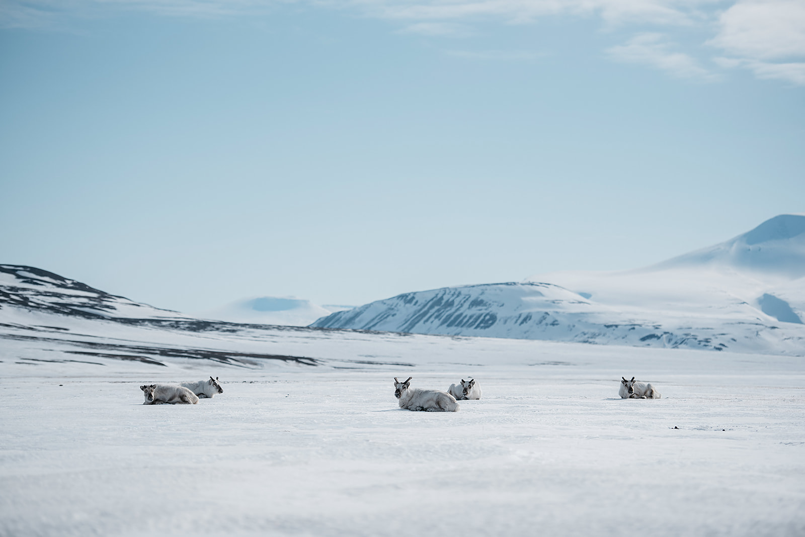 Reindeer relaxing in snow on Svalbard