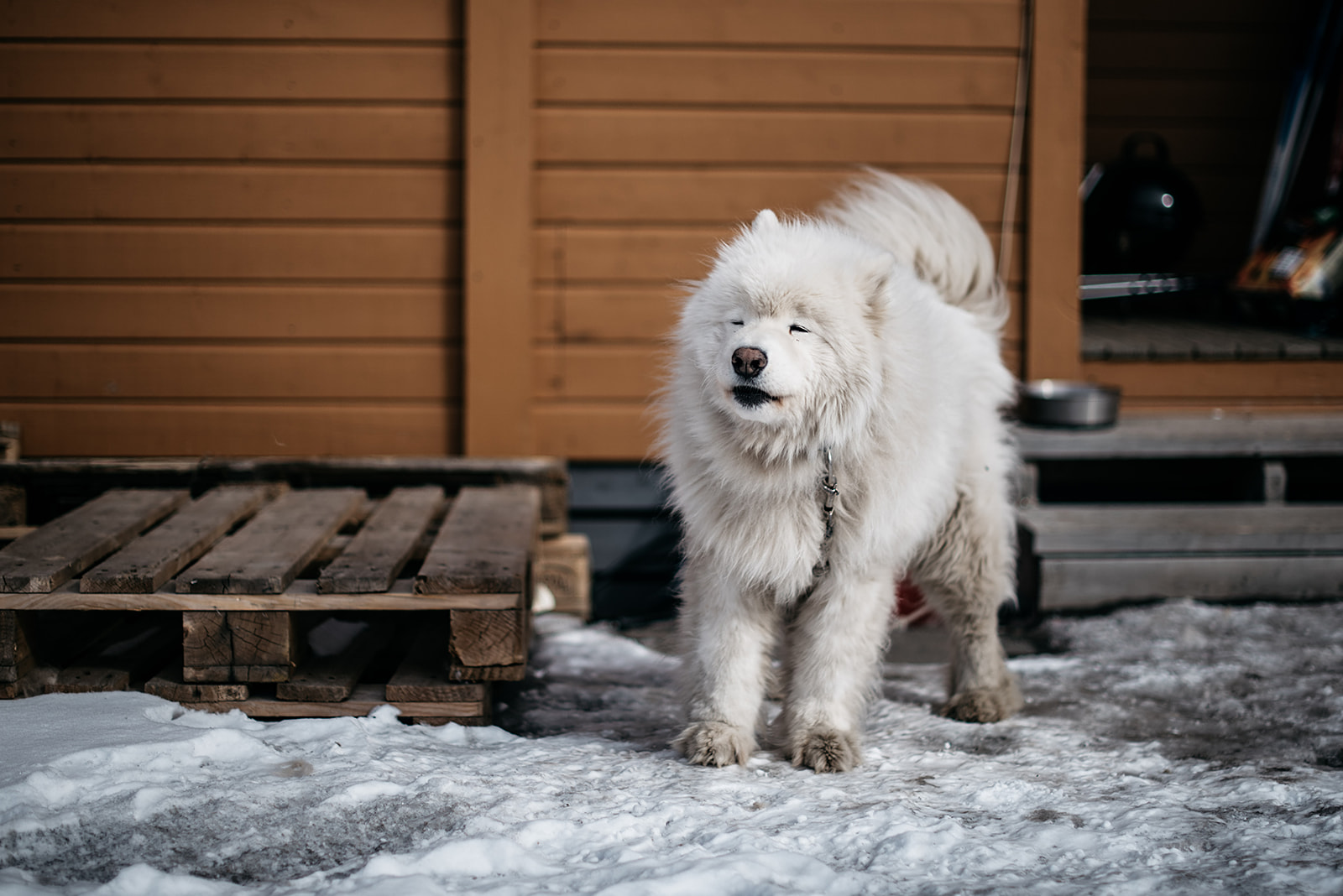 Samoyed dog in front of house on Svalbard