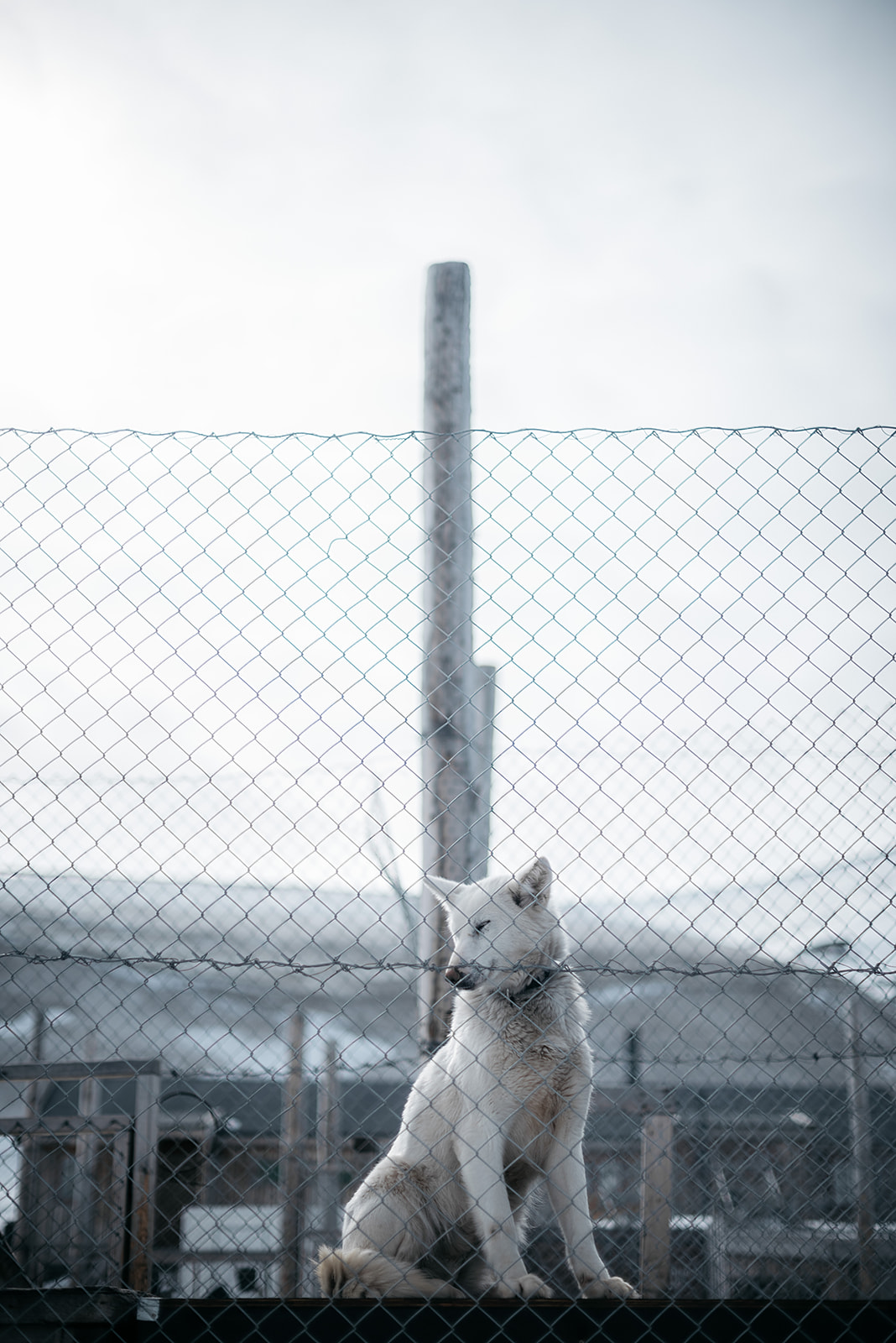 sled dog sitting outside on Svalbard